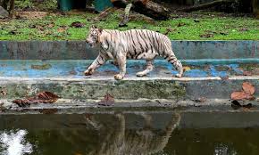 It was opened on 14 nov' 1963 by the then prime. Zoo Negara Reopens In Malaysia Global Times
