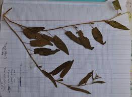 Image result for Ipomoea coscinosperma