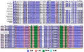 Image result for Coleotrype natalensis