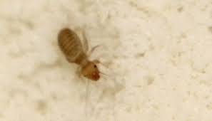 5 Bugs That Look Like Baby Roaches