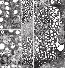 Image result for Pyrenacantha kirkii