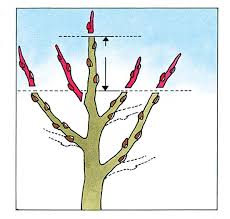 Dieser besagt, dass zum beispiel auf brütende vögel rücksicht zu nehmen ist. Einen Apfelbaum Richtig Schneiden Das Haus