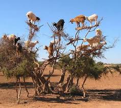 Tree Climbing Goats On Tumblr Animals Beautiful Goats Nature