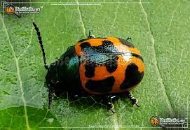 They prefer swamp milkweed (asclepias incarnata) but will readily feed on common milkweed (asclepias syriaca). Swamp Milkweed Leaf Beetle Labidomera Clivicollis
