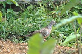 Maybe you would like to learn more about one of these? Burung Tekukur Spotted Dove Hewan