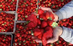 السعودية تحظر دخول الفراولة من مصر صورة ارشيفية قررت المملكة العربية السعودية حظ Fruit Strawberry Food