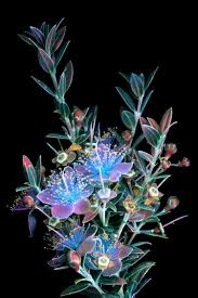 Photographer Uses Uv Light To Capture Shimmering Shots Of Fluorescent Flowers Glowing Flowers Plant Photography Flower Photos