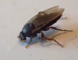 Phoridae Petite Mouche Noire Du Lauragais Le Monde Des Insectes