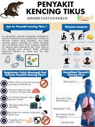 Masalah kencing tikus, leptospirosis, air kencing tikus, tanda penyakit kencing tikus, rawatan penyakit kencing tikus, penghalau tikus ultrasonik terdedah di tmpt yang banjir dimana air kencing tikus tercemar di dalamnya,apabila terkena kulit yang luka,masuk dalam mata,hidung atau mulut. Kencing Tikus Pembunuh Senyap Sembuh Dalam 7 Hari