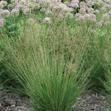 Image result for Sporobolus pectinellus