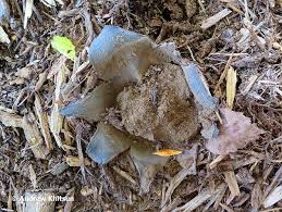 Image result for Scleroderma polyrhizon