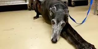 5602 royalton street houston tx 77081 usa. Greyhound Stood By Owner S Body For A Month Before She Was Found The Dodo