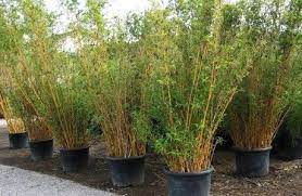 Bamboo Plants For Sale And Non Invasive Clumping Bamboo From Bamboos Wholesale Plants Bamboo Plant Care Bamboo Landscape