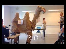 Загрузи фото на сайт и анимируй его. The Sexy Camel Kurt Is Dancing Youtube