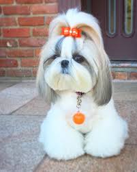 Pictures of shih tzu dogs. Pin By Fontoy On Dog Stuff Shih Tzu Dog Shitzu Puppies Shih Tzu