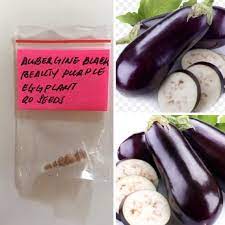 To plant eggplant, first find a location. Aubergine Black Beauty Purple Eggplant Seeds Shopee Philippines