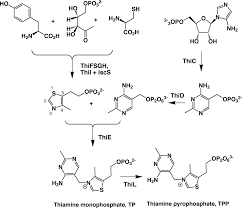 Thiamine injection is used to treat beriberi, a serious condition caused by prolonged lack of. Thiamine Biosynthesis In Escherichia Coli Journal Of Biological Chemistry