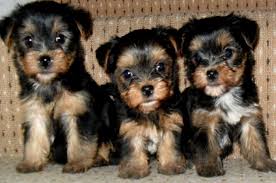 7 Types Of Adorable Yorkie Puppies Teacupdogdaily