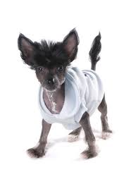Her mother is a miniature size, consequentially she had only one. Chinese Crested Puppy Chinese Crested Chinese Crested Dog Chinese Crested Puppy
