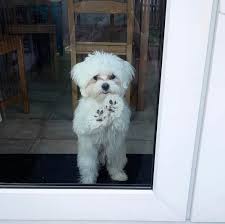 Find local maltese puppies for sale and dogs for adoption near you. Maltese Puppies For Sale In Ohio Mini Maltese Puppies For Sale Facebook