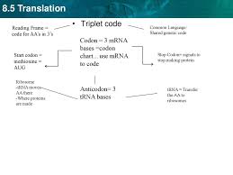 Triplet Code Codon 3 Mrna Bases Codon Chart Use Mrna To