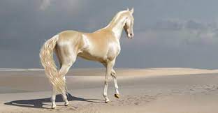 The palomino horse in winter steak it's muzzle from the wooden fence. The Akhal Teke Golden Horse Of Turkmenistan These Horses Are Well Known For Those Individuals Who