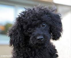 Black And White Toy Poodle Puppies For Sale My Ladybug S Identical Twin Toy Poodle Poodle Puppy Poodle