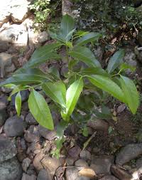 Image result for Elaeodendron