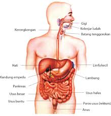 Berbagai Macam Sistem Organ Di Dalam Tubuh Manusia Beserta Fungsinya Myrightspot Com