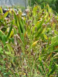 Image result for Cantinoa americana