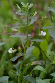 Image result for Melhania acuminata