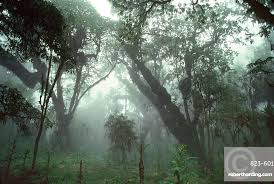 Image result for Hagenia abyssinica