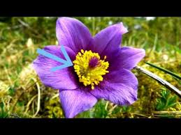To make one pound of honey, a hive of bees must travel over 55. Pollination Of Flowers For Children Kids Classroom Video Youtube