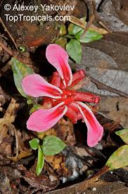 Image result for Etlingera