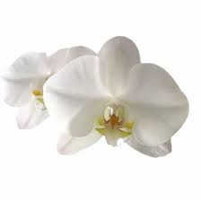 Celebrate the most special days with the perfect flower bouquet. Bloom Haus Premium Potted Orchids 3 Inch Pot Fred Meyer