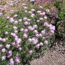 Bellina Pink Cornflower, Psephellus simplicicaulis | High Country ...