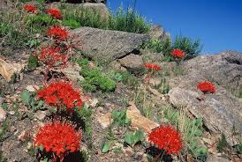 Image result for Brunsvigia