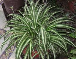 Terbukti dari penelitian nasa yang mengungkapkan bahwa english ivy, bunga krisan, peace lily, dan berbagai spesies tanaman hias lainnya terbukti ampuh menghilangkan partikel polutan dari udara. Tanaman Hias Pembersih Udara Ruangan Penyejuk Mata Dan Hati