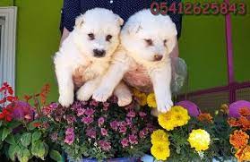 samoyed yavru fiyat 05412625843 panosundaki pin
