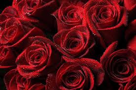 أجمل 40 خلفية عالية الدقة للورد الاحمر مداد الجليد red roses wallpaper rose flower wallpaper rose wallpaper