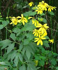 Image result for Rudbeckia laciniata