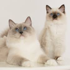 Body cream or pale fawn, shading to lighter color on stomach and chest. Colours And Patterns Playground Ragdolls