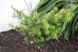 We did not find results for: Yewtopia Plum Yew Archives Sincerely Sara D Home Decor Diy Projects
