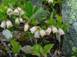Image result for Vaccinium stanleyi