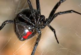 Black widows are known for their deadly bites as they are highly poisonous arachnids. Spider Bites Black Widow Vs Brown Recluse First Aid