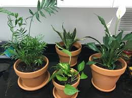 However, some plants require special care in colder. 13 Of The Best Places To Buy Live Plants Online