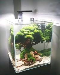 Bonsai kali ini untuk ukuran tank panjang :40cm tinggi :30cm lebar :25cm bahan yang digunakan.pohon. Amono Kunada Sariya00 Profile Pinterest