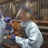 Animal testing is a kind of scientific experimentation that uses animals to see what intended effects and side effects a wide variety of chemicals and products might have on humans. Https Encrypted Tbn0 Gstatic Com Images Q Tbn And9gcrkgtp3ybmglhp R2h8r52po94tunptpbgt25ewmhpltz40y5rv Usqp Cau