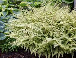 Image result for Athyrium