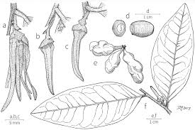 Image result for Dielsiothamnus divaricatus
